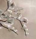 Cherry tree in bloom in digital painting style